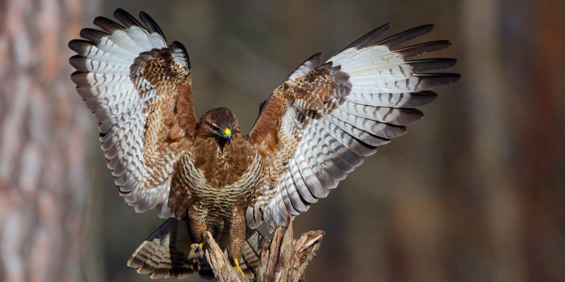 Стервятник расправил крылья Стервятник расправил крылья