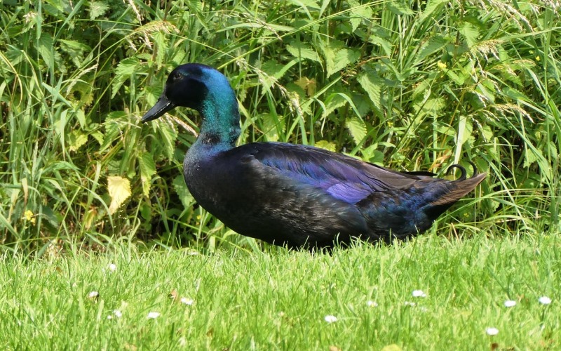 Щипает травку Щипает травку