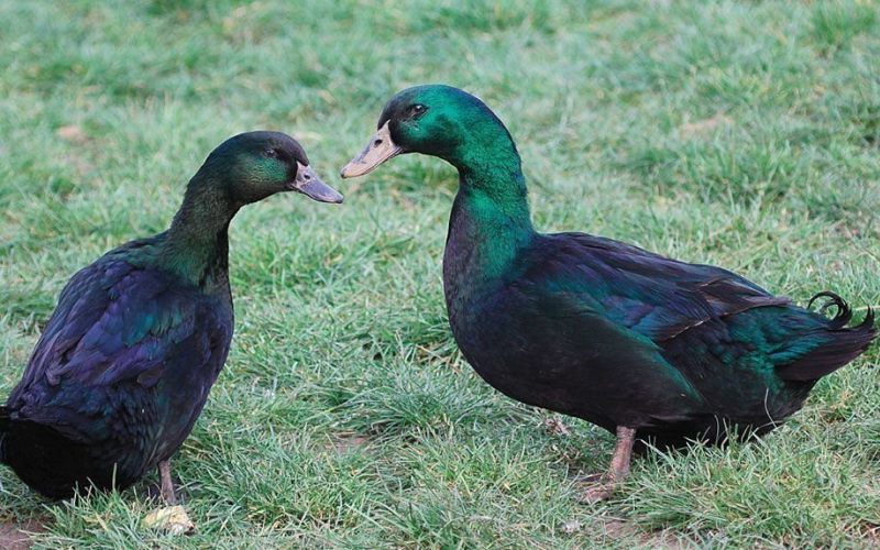 Самка и самец Самка и самец