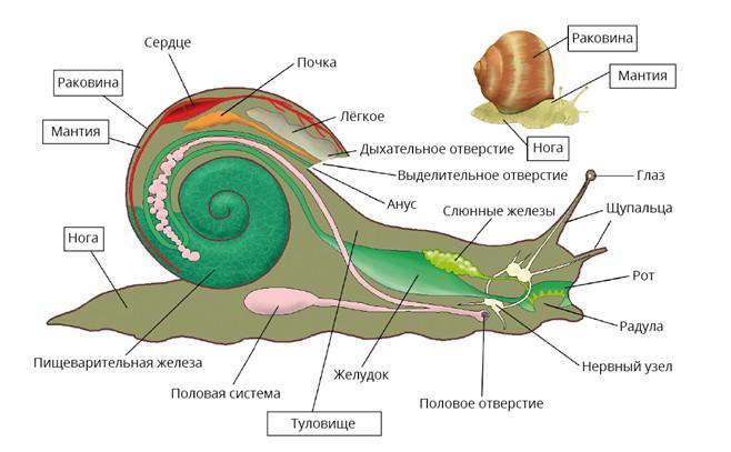 Сколько живут улитки ахатины в домашних условиях?