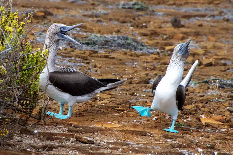 Клюв голубоногой олуши