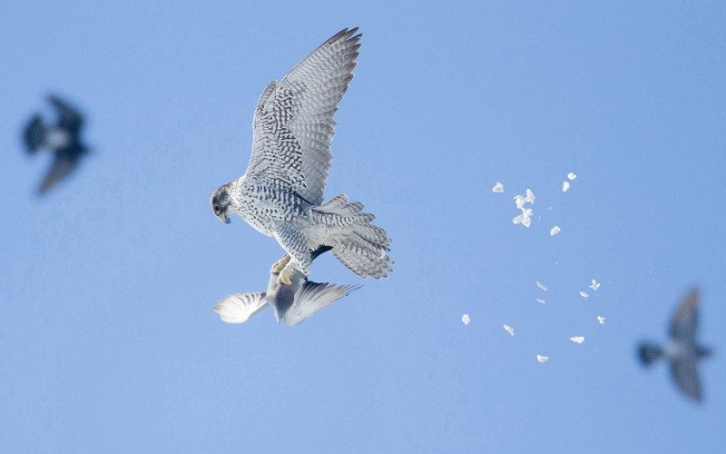 Кречет атакует в воздухе Кречет атакует в воздухе