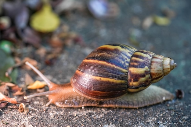 Сколько живут улитки ахатины в домашних условиях?