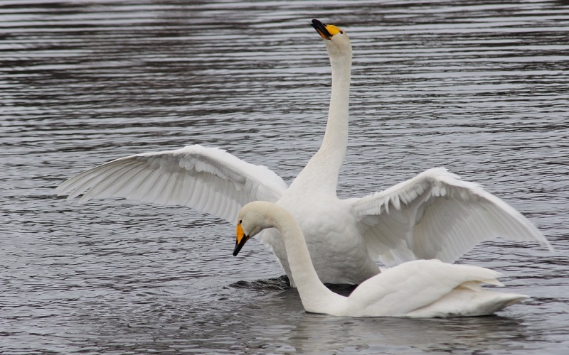 Самка и самец Самка и самец