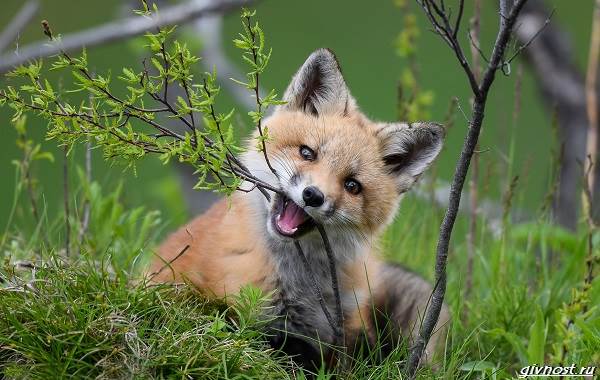 Рифовые-животные-описание-особенности-образа-образа-и-среды обитания-4