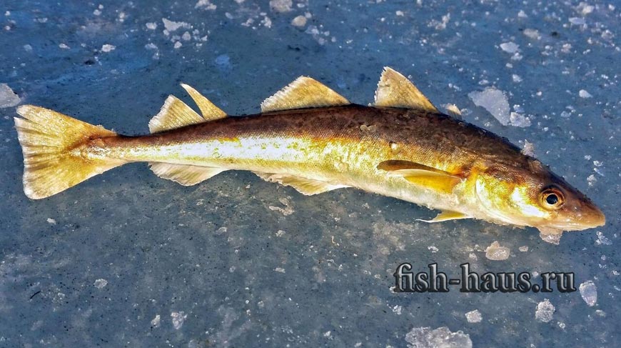 Fange navaga på en amatør måte safranfiske