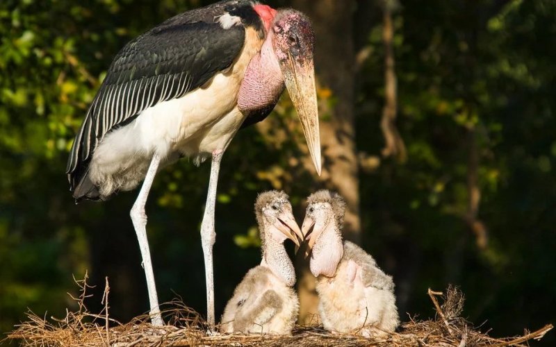 Куры марабу Куры марабу