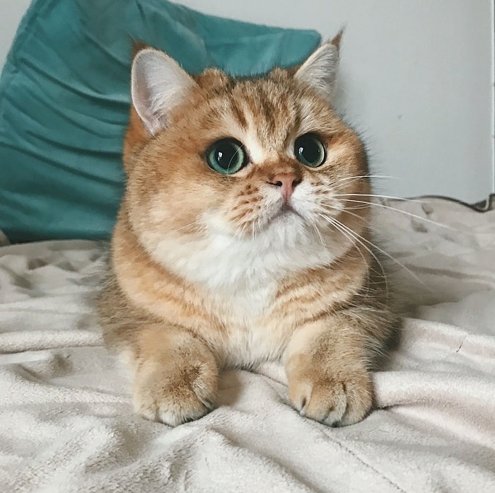 Золотая британская шиншилла