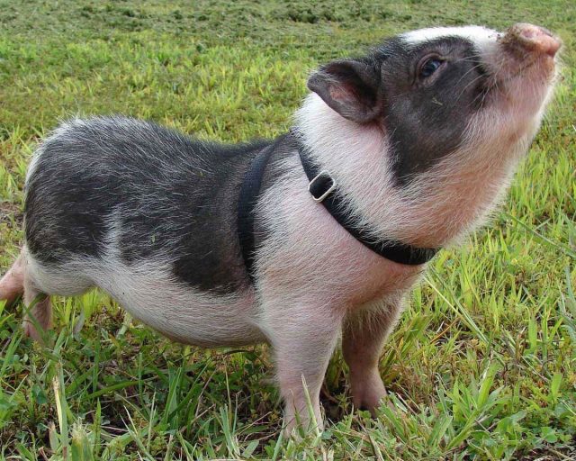 Геттингенская мини-свинья Геттингенская мини-свинья