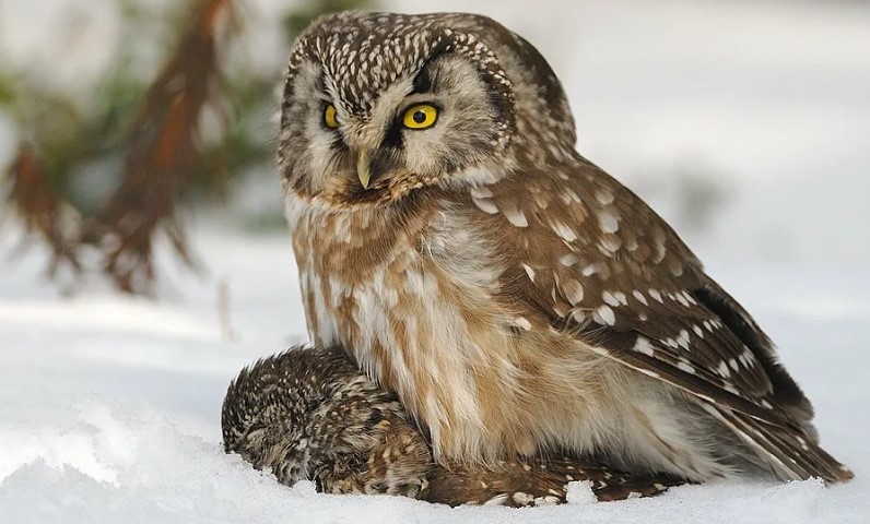 мохноногий сыч 14