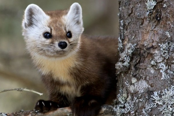 Домовой сыч: образ жизни и среда обитания