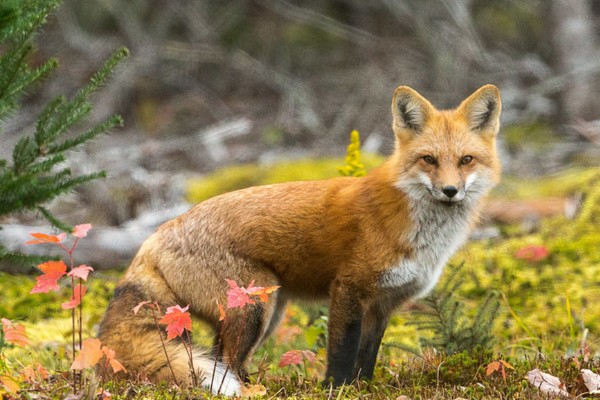 Домовой сыч: образ жизни и среда обитания