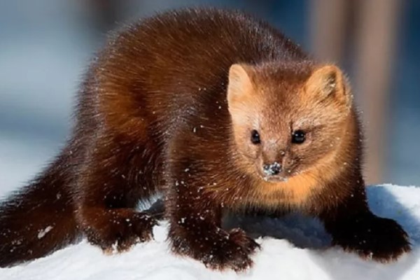 Домовой сыч: образ жизни и среда обитания