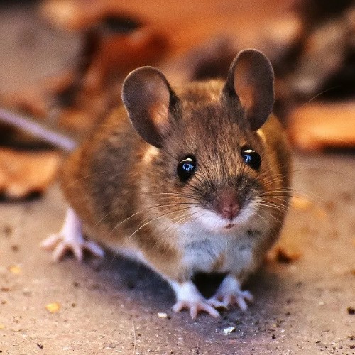 Домовой сыч: образ жизни и среда обитания