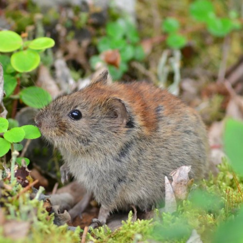 Домовой сыч: образ жизни и среда обитания