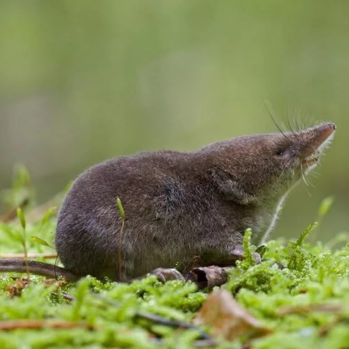 Домовой сыч: образ жизни и среда обитания