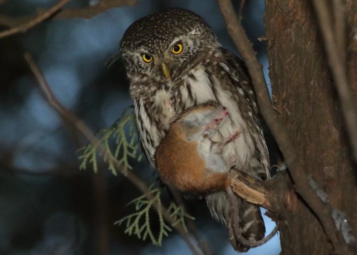 мохноногий сыч 23