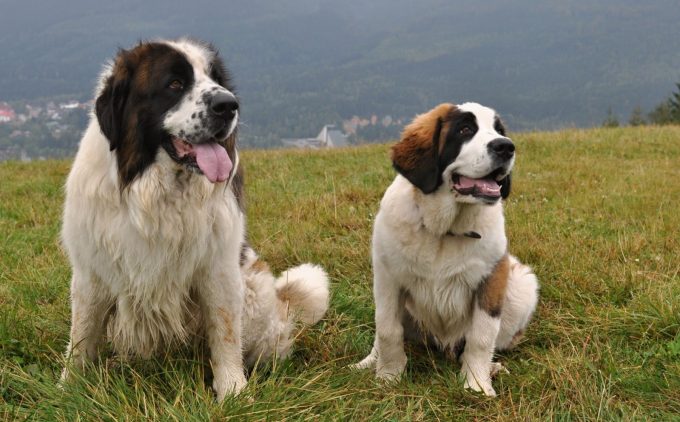 Московская сторожевая