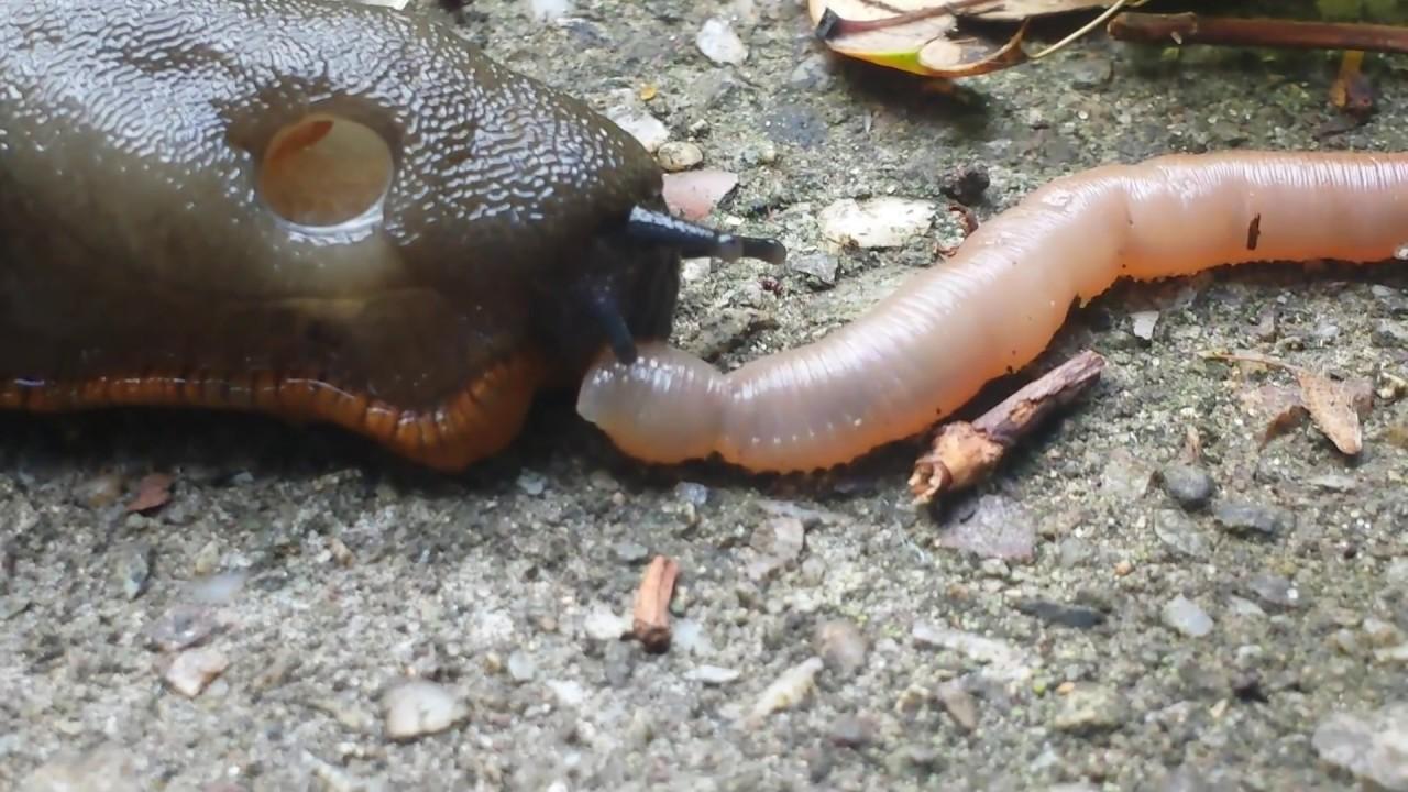 Дождевой червь: образ жизни и среда обитания