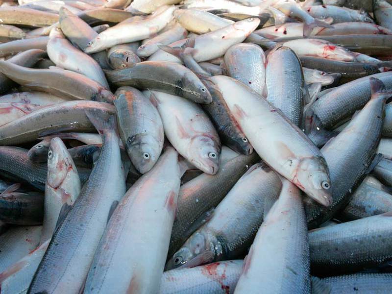 Рыба нельма: характеристики, полезные свойства, нюансы ловли