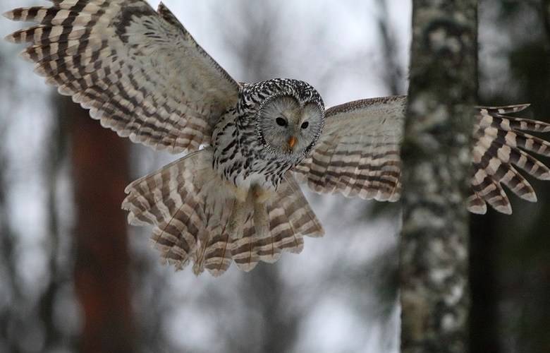 На ходу На ходу