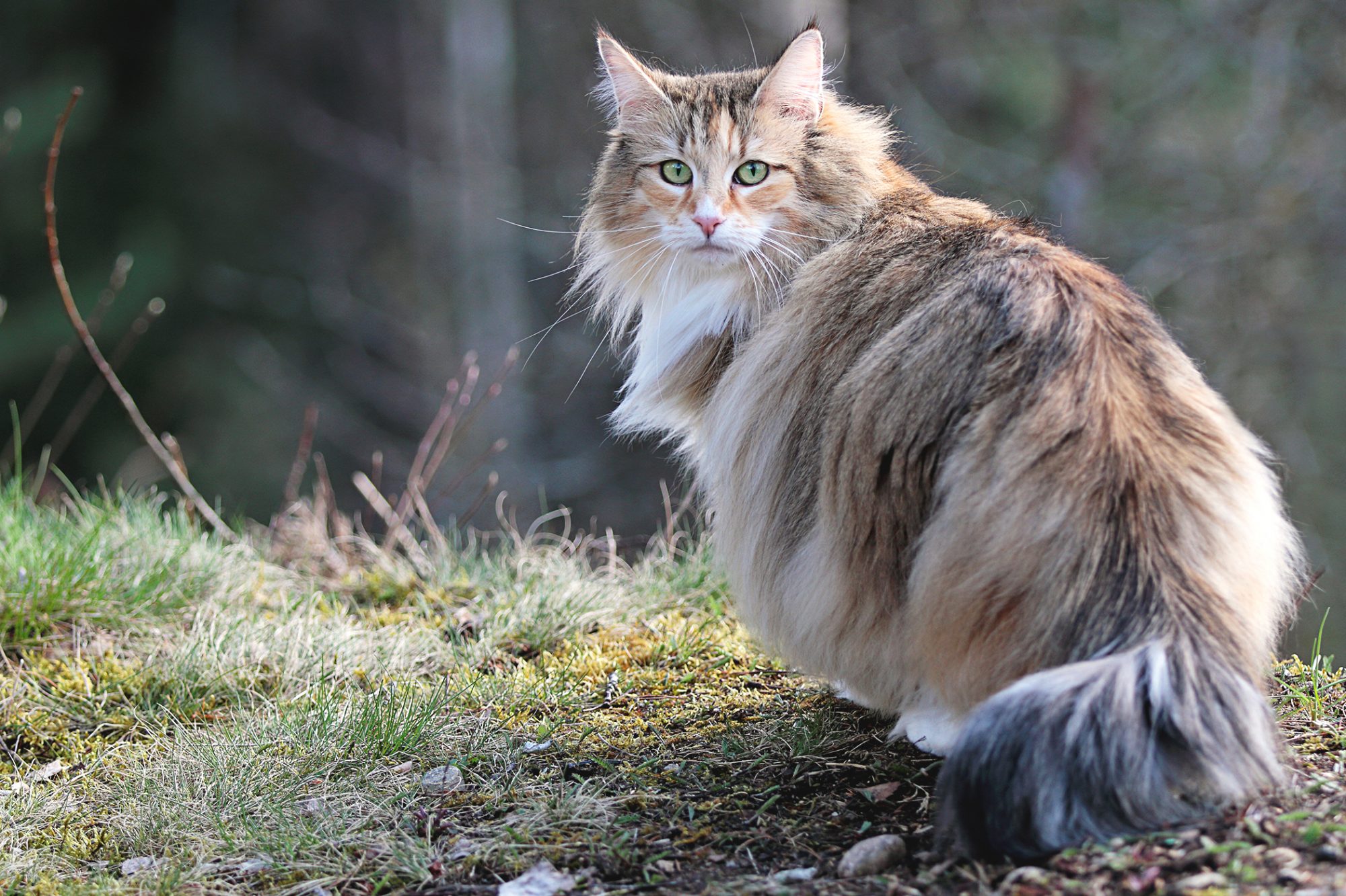 Norwegian Forest cat