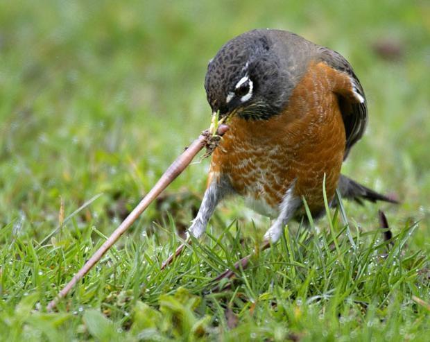 Дождевой червь: образ жизни и среда обитания