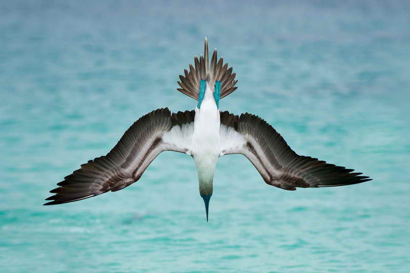 Синелапая олуша пикирует за рыбой