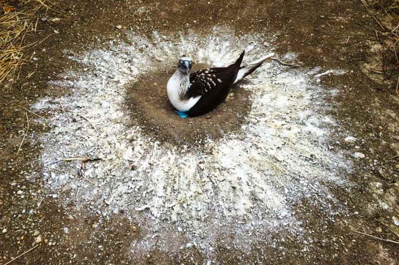 Самка олуши в гнезде