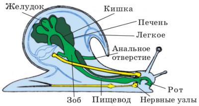 Сколько живут улитки ахатины в домашних условиях?