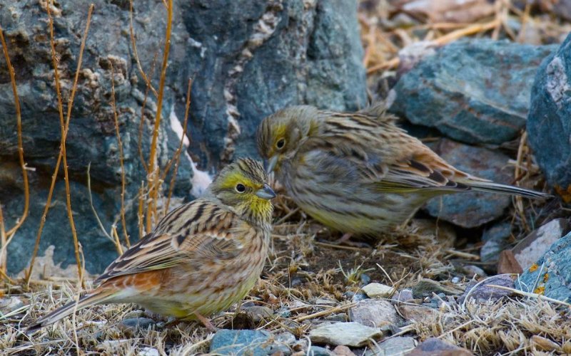 Овсянки на земле Овсянки на земле