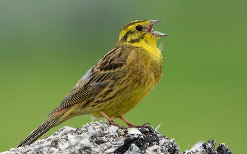 Птица поет Птица поет