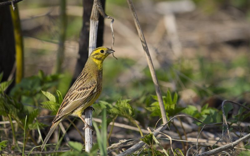 Красивая птица Красивая птица