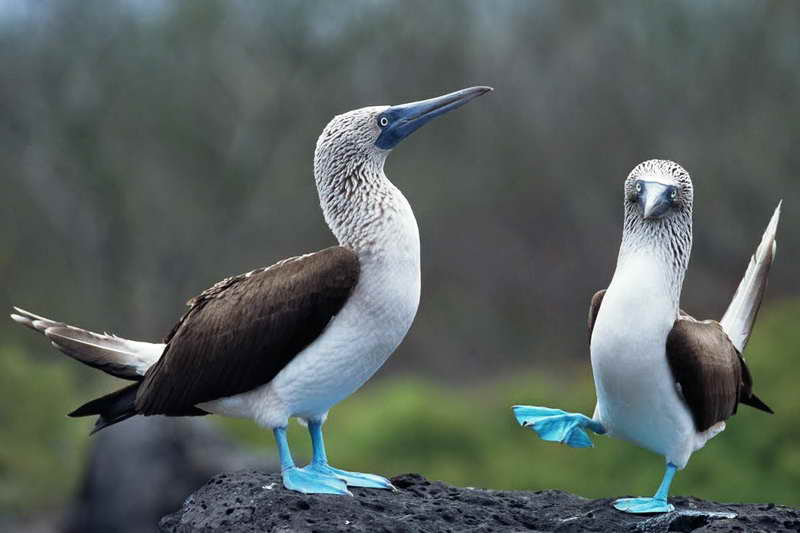 Пара голубоногих олуш