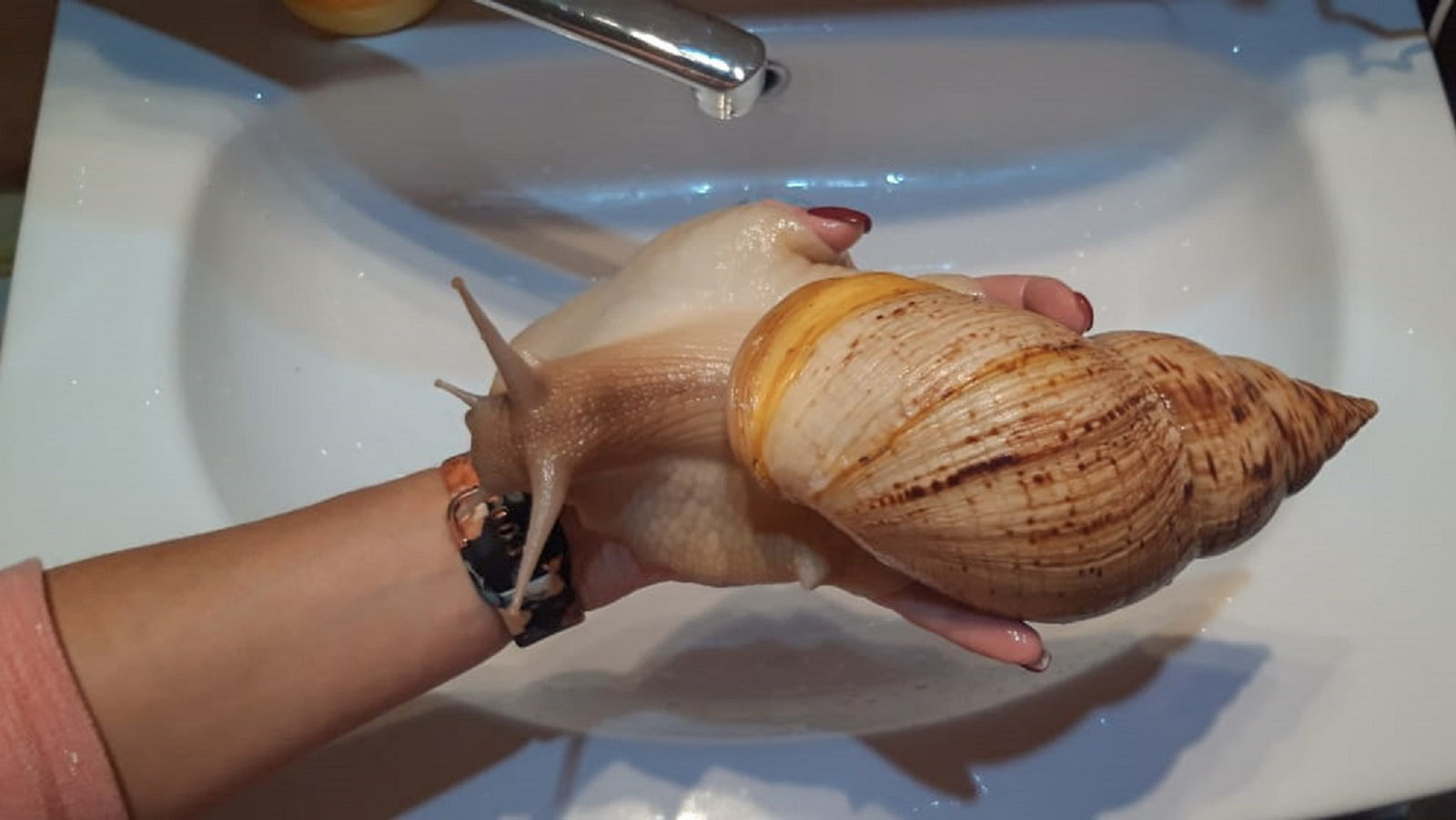 Сколько живут улитки ахатины в домашних условиях?