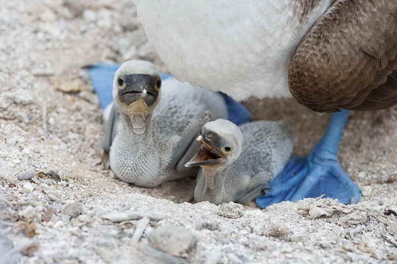 Птенцы олуши в гнезде на Галапагосах