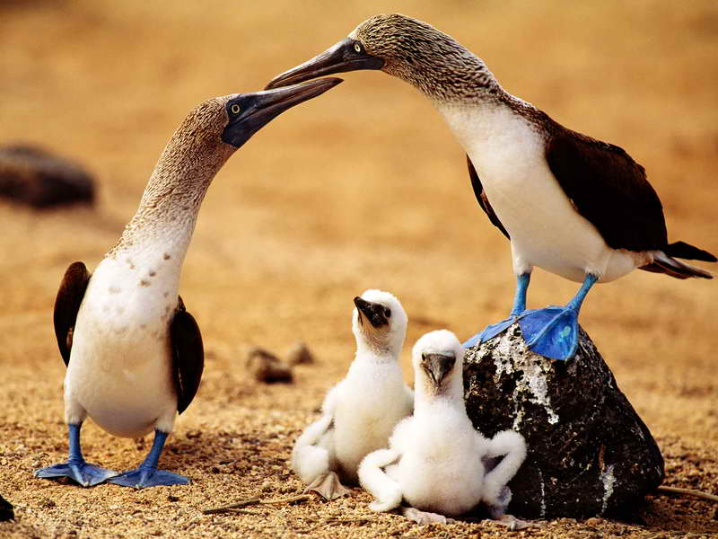 Птенцы голубоногой олуши