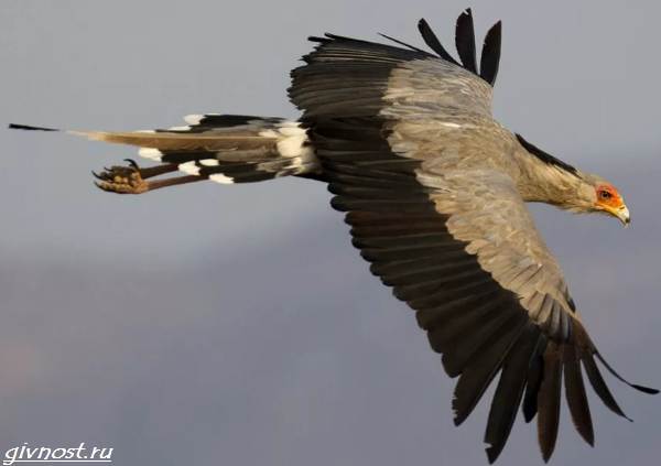 Птица-секретарь-описание-особенности-образа-образа-и-среды обитания-9