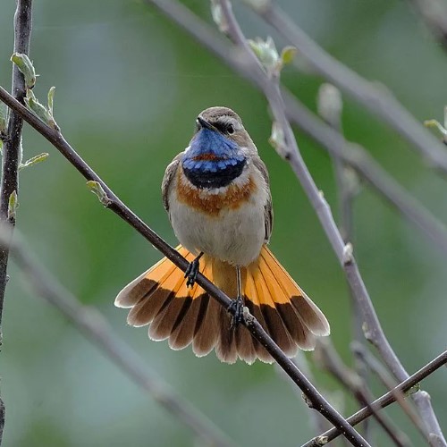 Варакушка: описание птицы с ярким клювом, фото, где обитает, чем питается, цвета, подвиды, интересные факты
