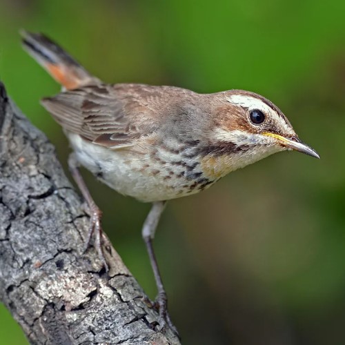 Варакушка: описание птицы с ярким клювом, фото, где обитает, чем питается, цвета, подвиды, интересные факты