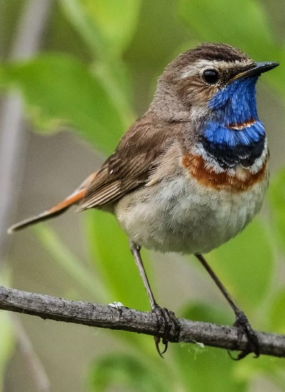 птица варакушка 2