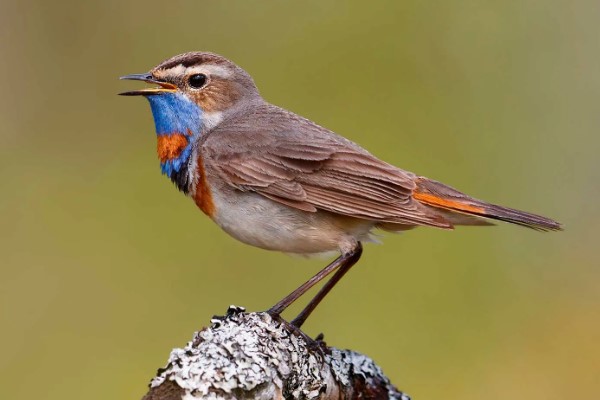 птица варакушка 21