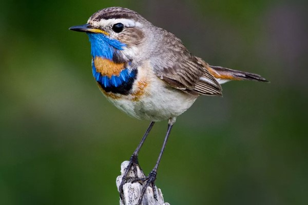 птица варакушка 22