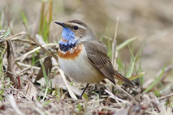 птица варакушка 23