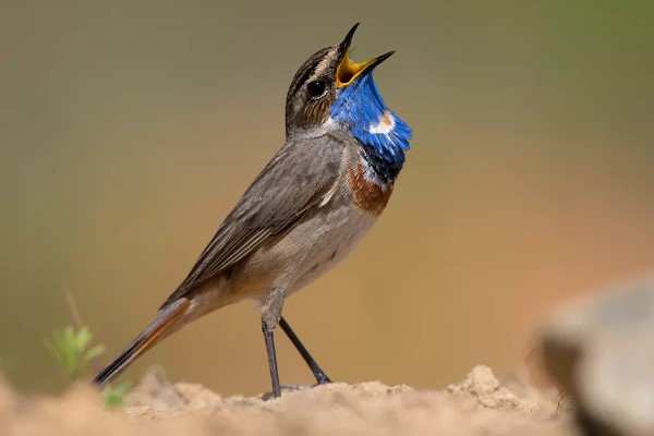 птица варакушка 24