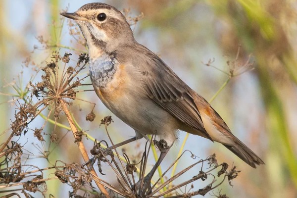 птица варакушка 25