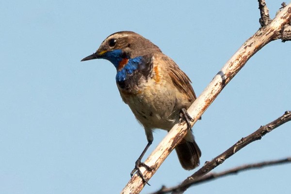 птица варакушка 26