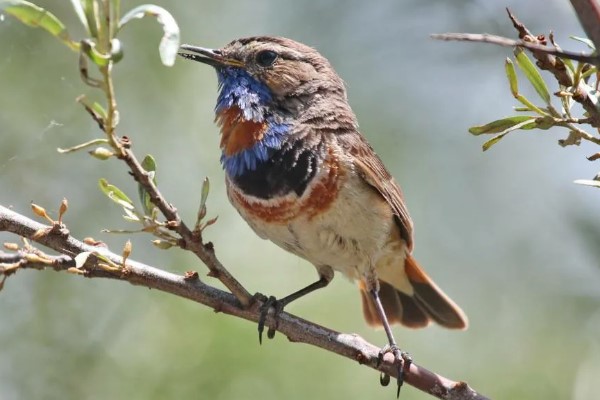 птица варакушка 27