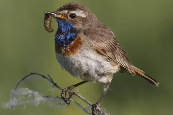 птица варакушка 28