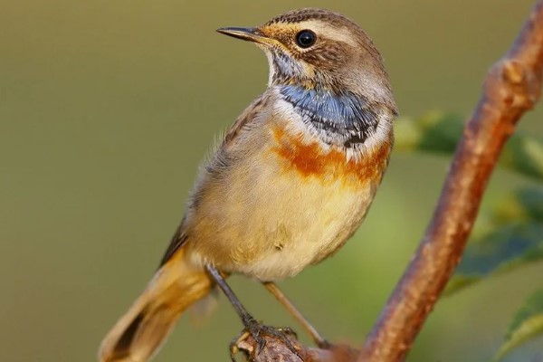 птица варакушка 29